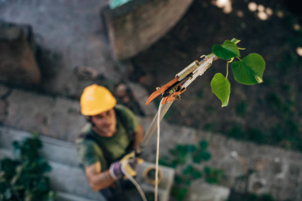 How Our Tree Care Process Works  in  Rigby, ID