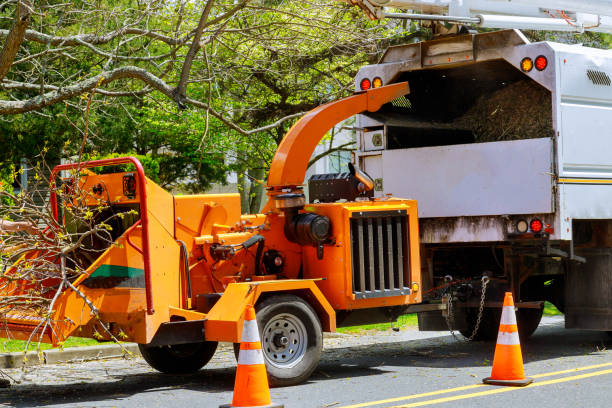 Reliable Rigby, ID Tree Services Solutions