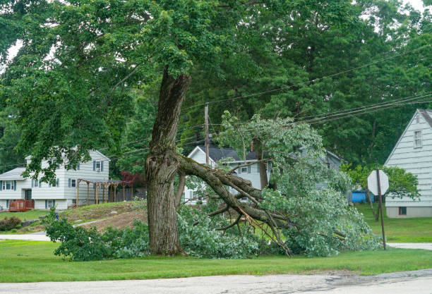 Best Tree Maintenance Programs  in Rigby, ID