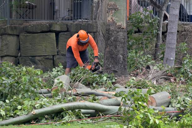 Best Hazardous Tree Removal  in Rigby, ID