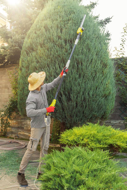 Best Leaf Removal  in Rigby, ID