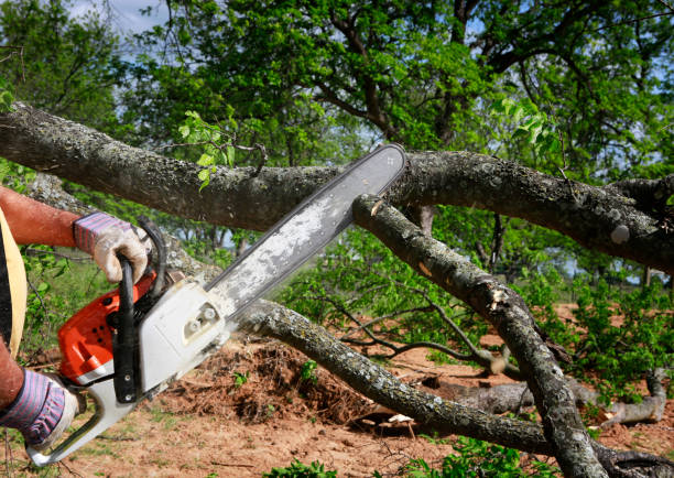 Best Utility Line Clearance  in Rigby, ID